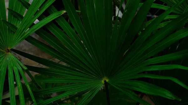 地面に曲がった葉を植物し、光色のトラックの近くに立つ. — ストック写真