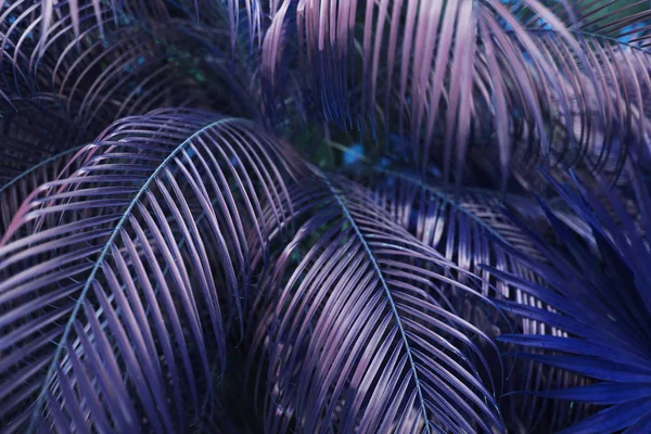 Trópusi lila pálmalevél egzotikus végtelen nyári országban — Stock Fotó