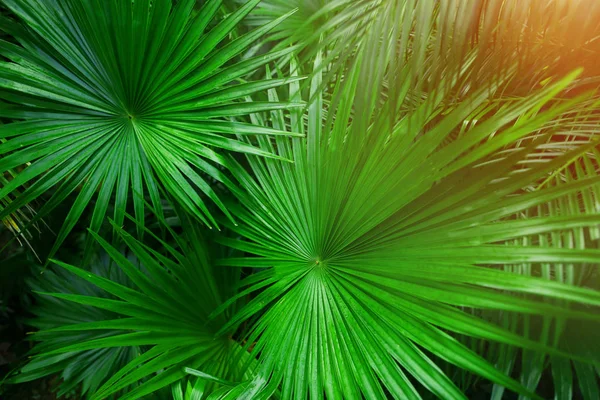 Palmeira verde tropical Folhas no exótico e interminável país de verão com luz solar — Fotografia de Stock