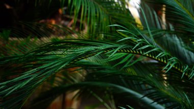 Bahçede uzun yaprakları ile güzel bitkiler büyümek.