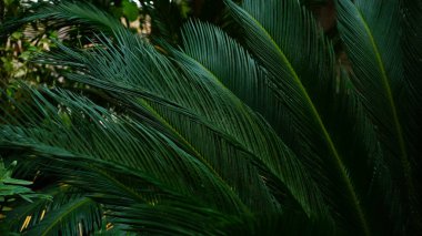 koyu, yeşil bitkiler uzun yaprakları ile çekim.