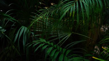 Ormanda çalılıkların kuru ve yeşil yaprakları ile yerleştirilen.