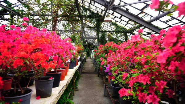 店で色の花の大規模な選択. — ストック写真