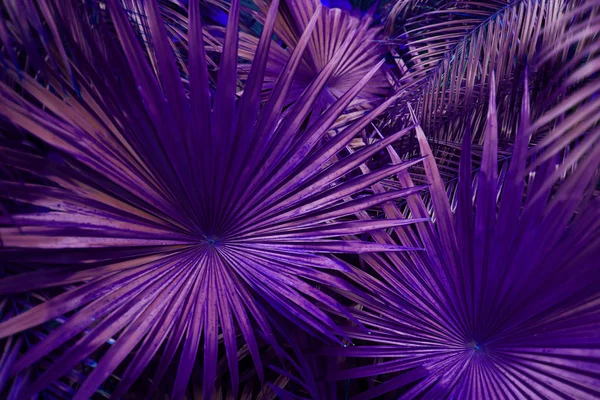 Trópusi lila pálmalevél egzotikus végtelen nyári országban — Stock Fotó