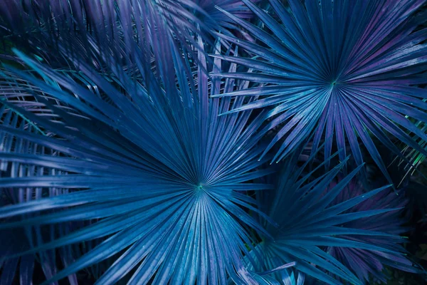 Tropische blauw of turquoise palm bladeren in exotische eindeloze zomer land — Stockfoto