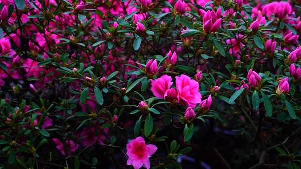 Рожева квітка росте з зеленим довгим листям . — стокове фото