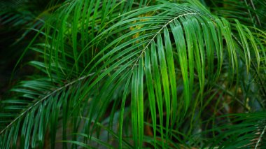 Bitkiler uzun yeşil saplı, yakın çekim fotoğraf.