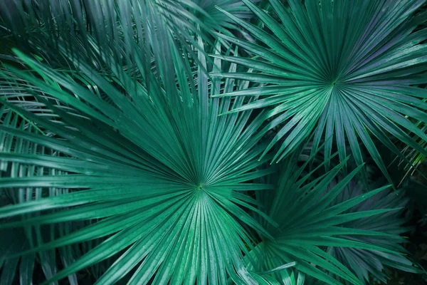 turquoise green palm leafs on tropical country shoot