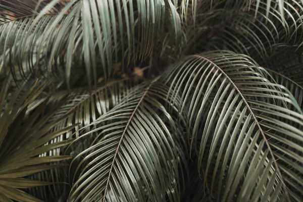 Tropická tmavě hnědá palm listy v zemi exotické nekonečné léto — Stock fotografie