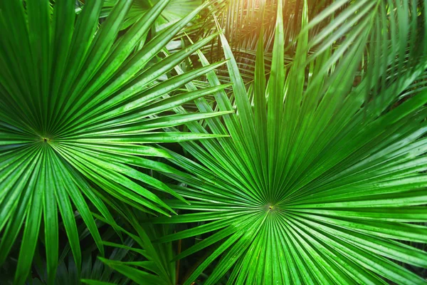 Palmeira verde tropical Folhas no exótico e interminável país de verão com luz solar — Fotografia de Stock