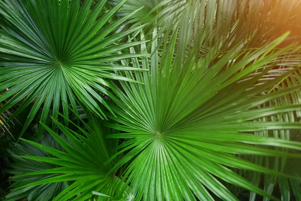 Palmeira verde tropical Folhas no exótico e interminável país de verão com luz solar — Fotografia de Stock