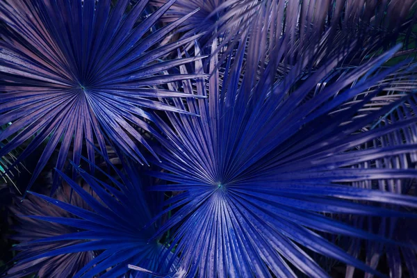 Trópusi kék pálmalevél egzotikus végtelen nyári országban — Stock Fotó