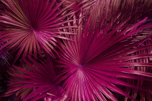 Trópusi rózsaszín pálmalevél egzotikus végtelen nyári országban — Stock Fotó