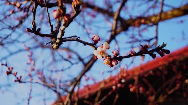 Fechar flores de cereja no fundo do céu azul — Vídeo de Stock