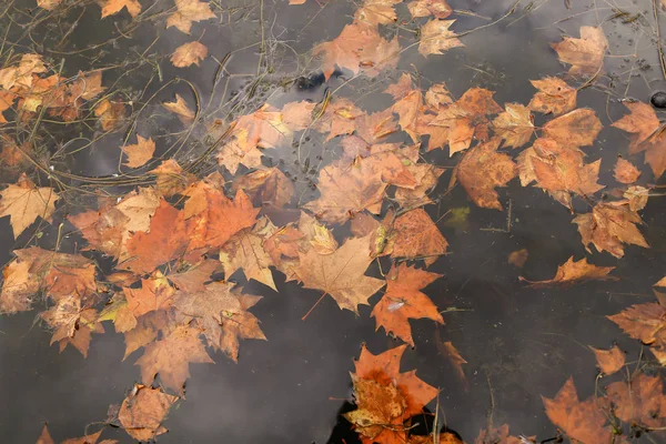 Folhas de bordo amarelas caindo na água, inspiração de outono . — Fotografia de Stock