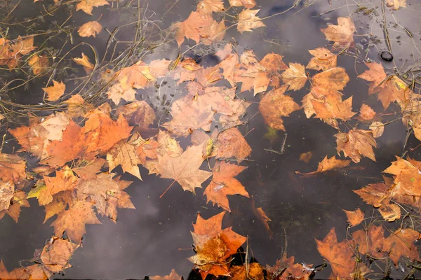 Yellow autumn maple leaves falling into water, soft focus.