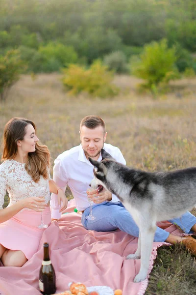 Young woman and man drinking wine on pink plaid near husky, focus on dog.