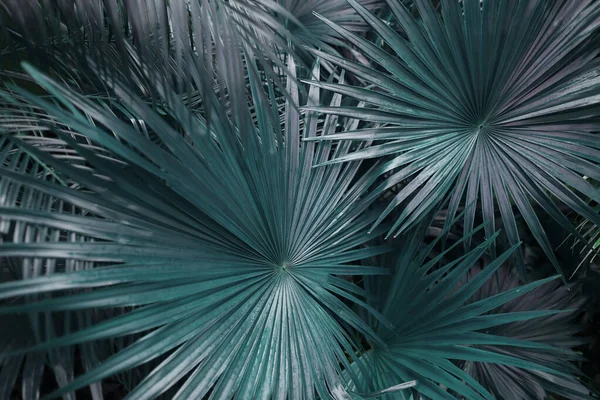 Grüne Palmblätter am tropischen Austrieb — Stockfoto