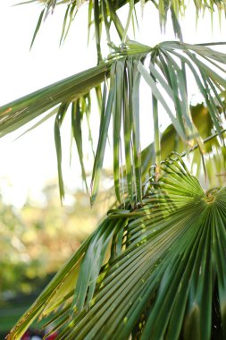 Gökyüzü arka planında yeşil palmiye yaprakları.