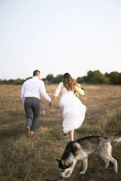 Bruid en bruidegom wandelen in het veld in de buurt husky en hand in hand. — Stockfoto