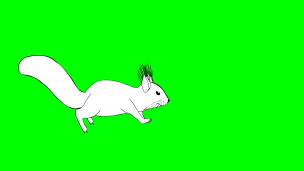 Esquilo engraçado correndo, andando e conhecendo amigo em uma tela verde.Chroma chave — Vídeo de Stock