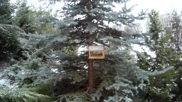 Vogelfutterhäuschen im verschneiten Winterpark Ukraine — Stockvideo