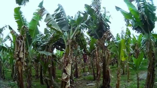Plantación de plátanos en Egipto Luxor — Vídeo de stock