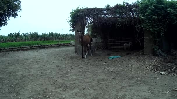 Traditional egyptian farm in luxor horse and man — Stock Video