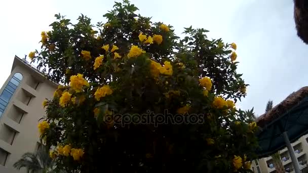 Close up de árvore de flores amarelas Tecoma em um hotel — Vídeo de Stock