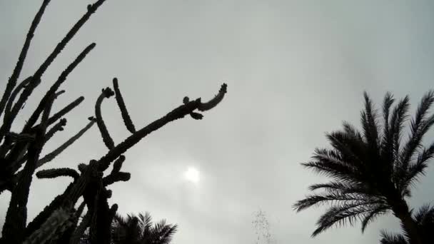 Palmeras silueta de cactus contra cielo nublado — Vídeos de Stock