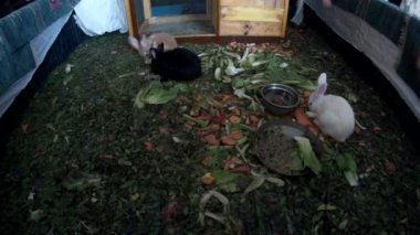 Tavşan bir otel lobi en iyi görünümü ile oynayan çocuk