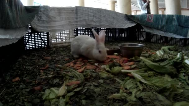 Jovens coelhos em um lobby do hotel vista traseira — Vídeo de Stock