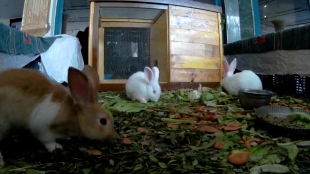 Conejos jóvenes en un vestíbulo del hotel vista frontal — Vídeos de Stock