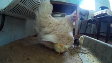Chicklings ile yerli tavuk