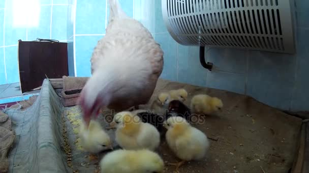 Pollo doméstico con pollos — Vídeo de stock