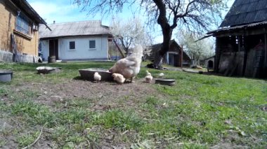 Chicklings ile yerli tavuk