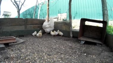 Chicklings net bir kafes ile yerli tavuk