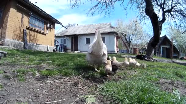 Binnenlandse kip met chicklings — Stockvideo