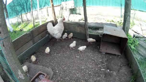 Pollo doméstico con pollos en una jaula neta — Vídeo de stock