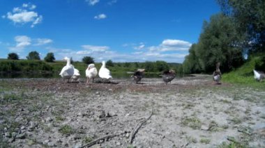 Aile kaz eğlenirken Nehri kıyısında