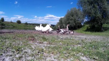 Aile kaz eğlenirken Nehri yakasında 2