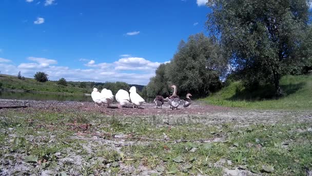 Goose Frolicking на берегу реки 3 — стоковое видео