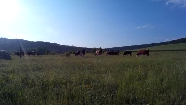 Vacas que pastam em um prado . — Vídeo de Stock