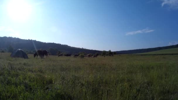 Vaches broutant dans une prairie 2 . — Video