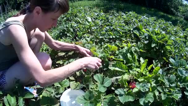 女性女人收集捡起成熟的红草莓，并放在盘子里 — 图库视频影像