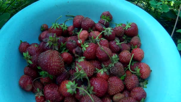 Gathering plocka upp mogna röda jordgubbar och sätta den i skålen — Stockvideo
