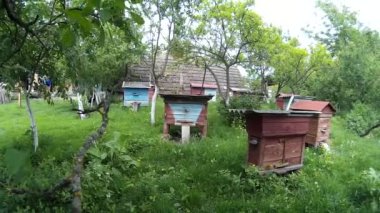 Arılar Ukraynalı köy bahçesinde mavi arı kovanı ahşap kutular içine uçan.