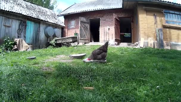 Slepice na dvoře domu. Ukrajina, Podolí, Chmelnyckyj — Stock video