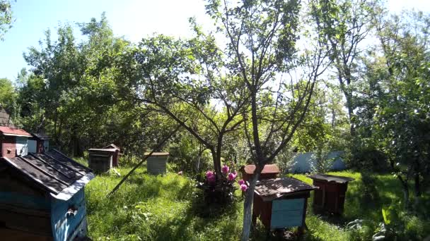 Bienen fliegen in blaue Bienenkästen im Garten im ukrainischen Dorf. — Stockvideo