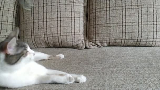 Grau gestreifte gestromte Katze spielt auf einer Couch — Stockvideo